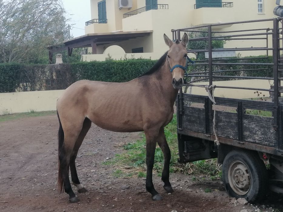 Poldra baía lusitana