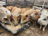 Prosięta świnie prosiaki mangalica