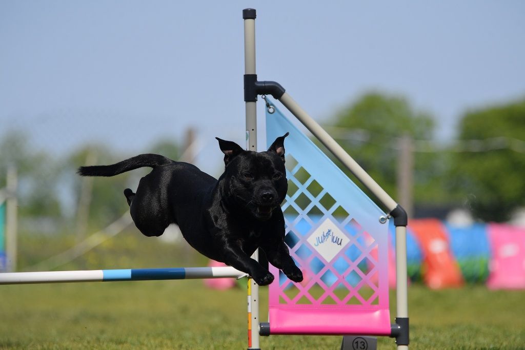 Staffordshire Bull Terrier reproduktor staffik champion polski