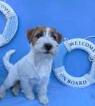 Szorstkowłosa suczka Jack Russell Terrier ZKwP  FCI