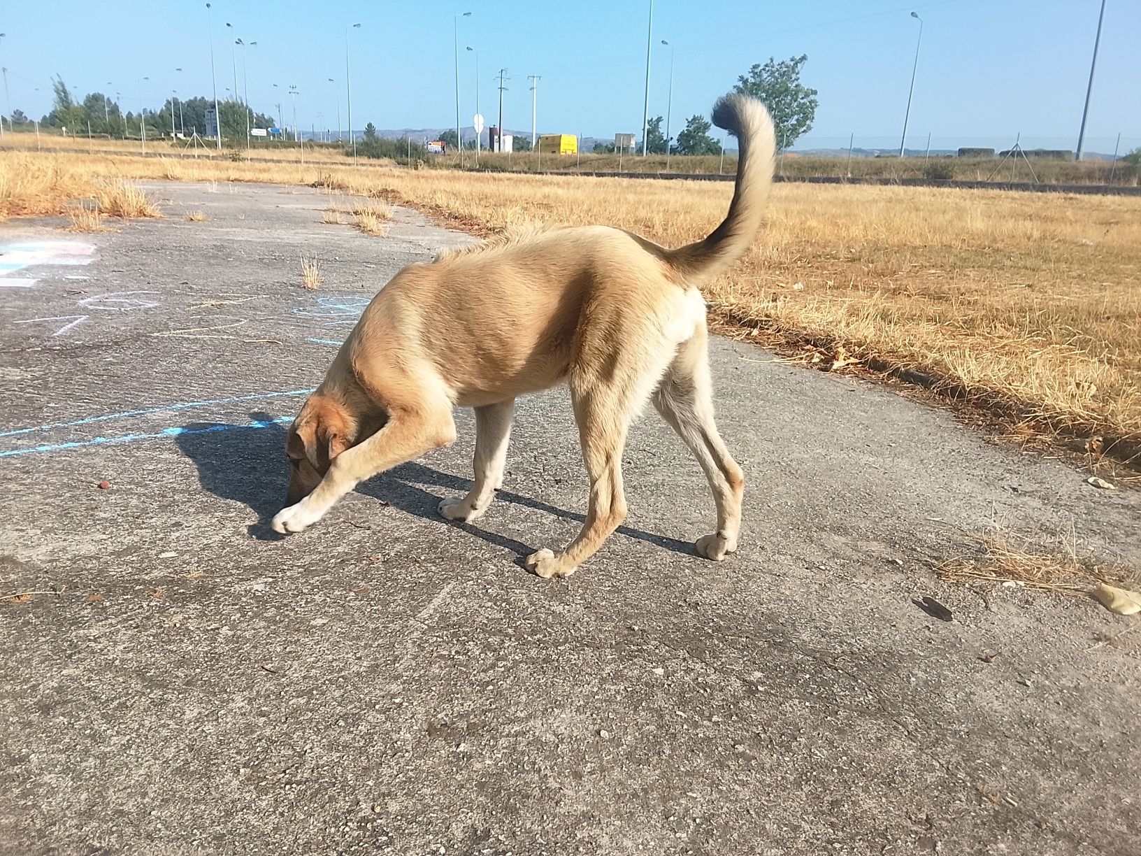 Cão para adopção