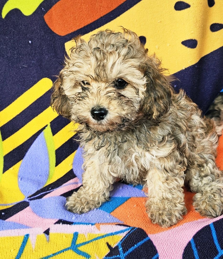 Caniche Poodle Fêmea Anão