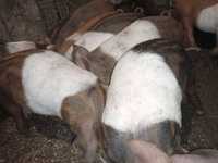 Свині поросята вага від 18-55кг