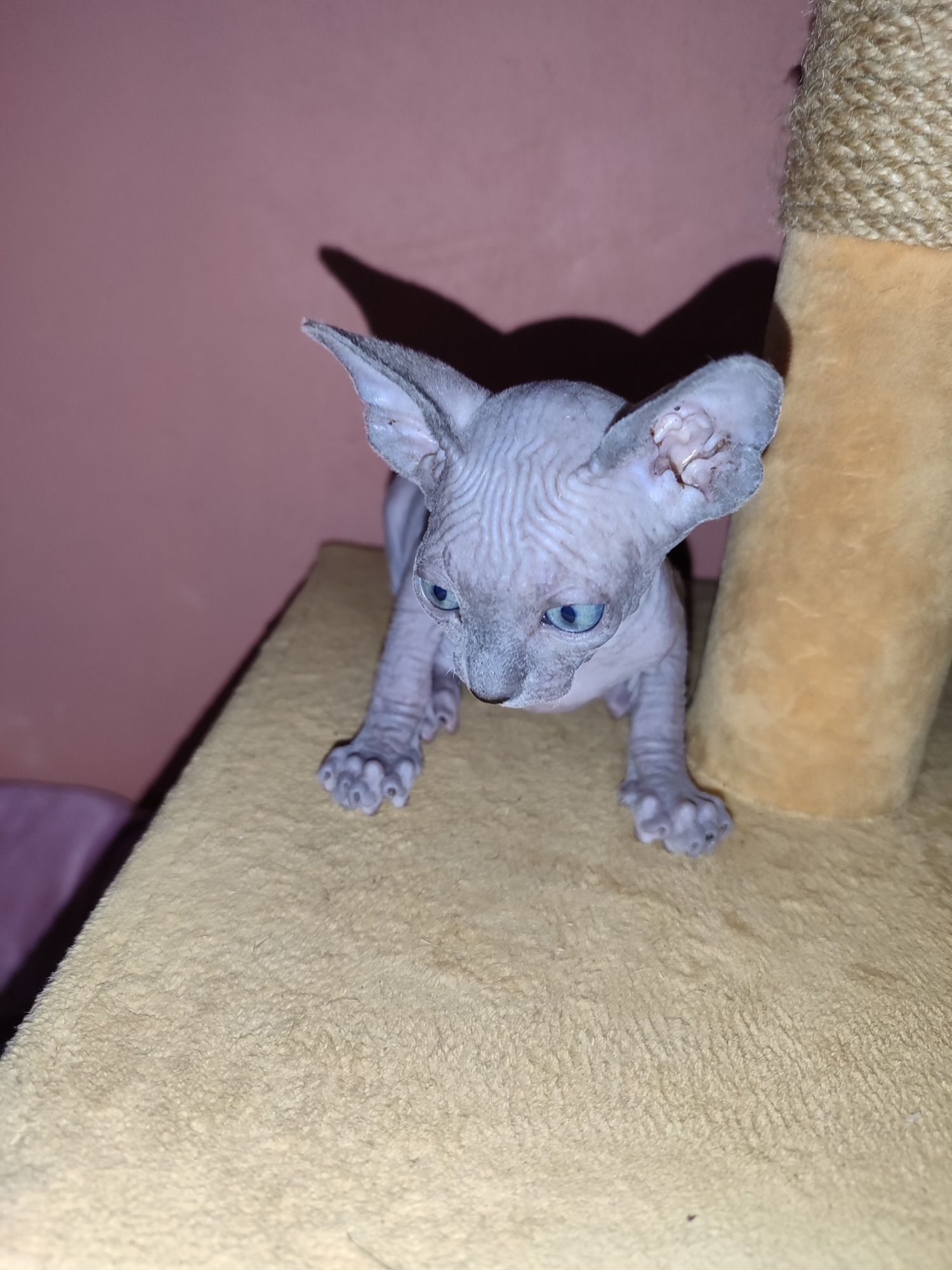 Котёнок голубого окраса