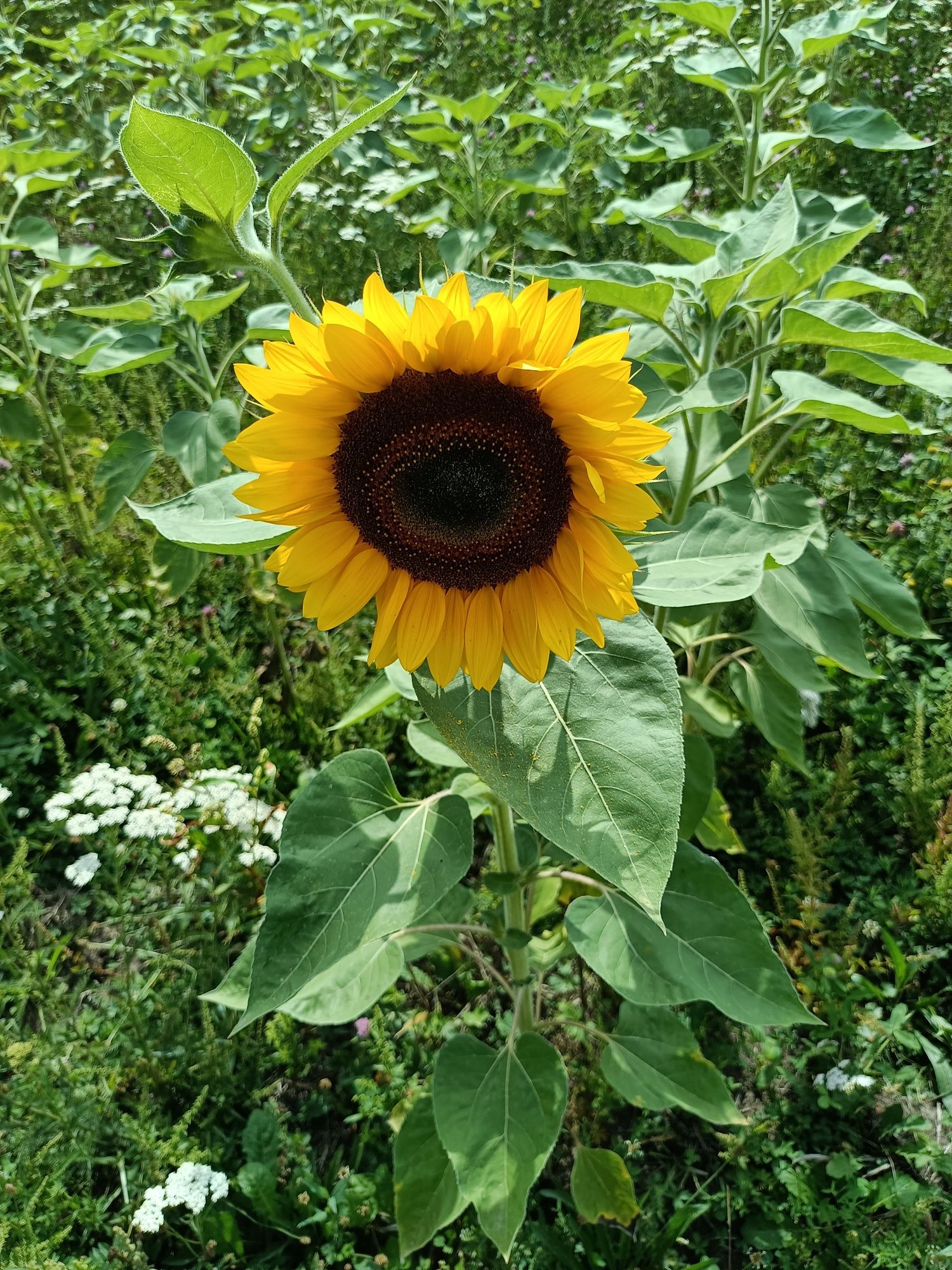 Ziarna słonecznika ozdobnego (na kwiaty)