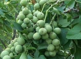 Кочерженко. Буковинська бомба. Саджанці горіха. Саджанці Ідеал