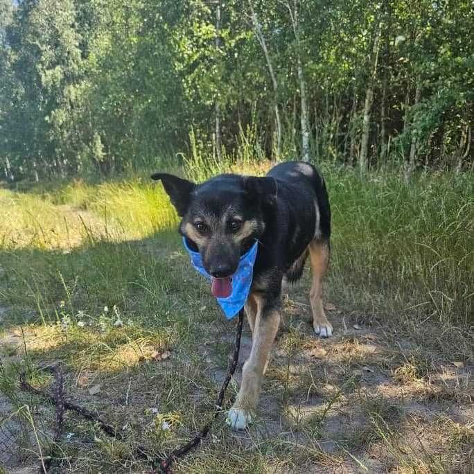 Cień to ok.5 let.psiak czekający na swojego człowieka czy go znajdzie