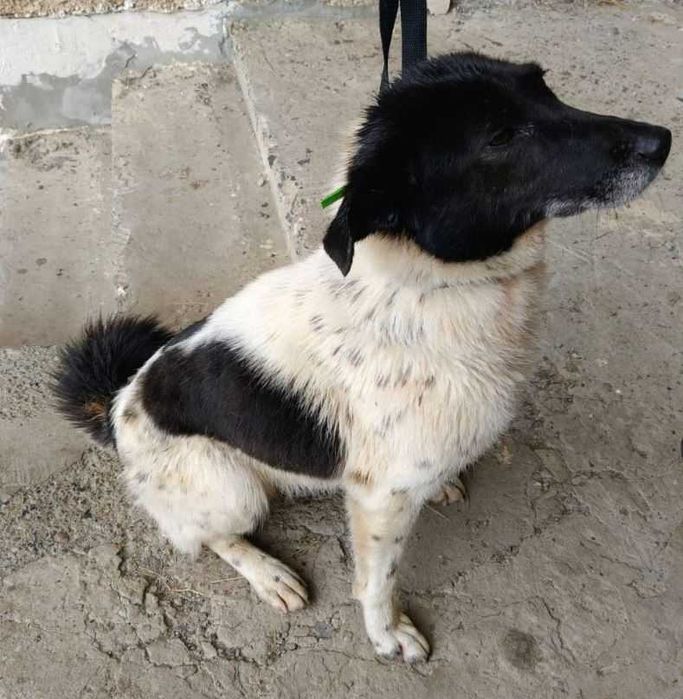 Надзвичайно добра і спокійна собака шукає дім