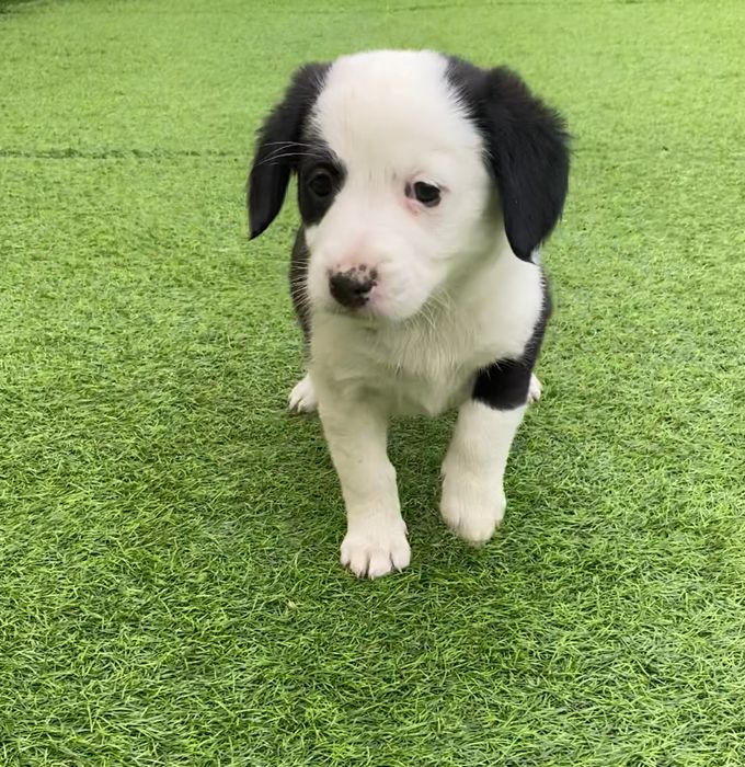 Cachorrinha para adoção