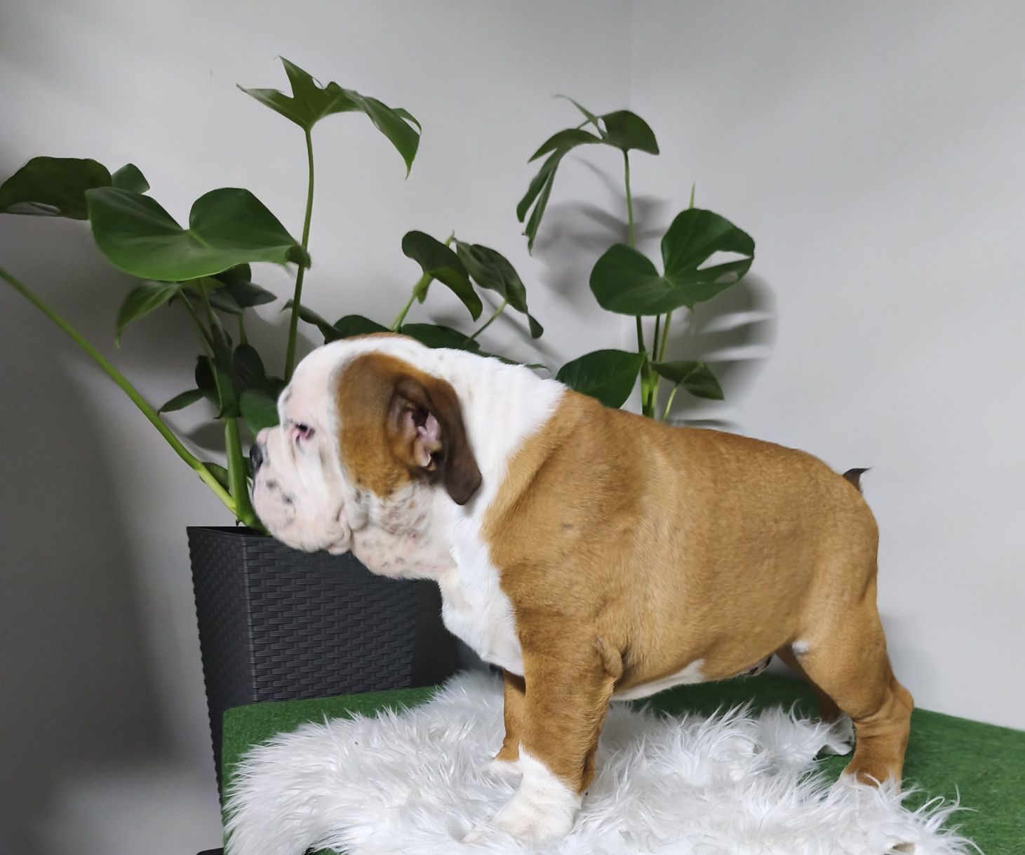 Buldog Angielski  ZKwP  FCI