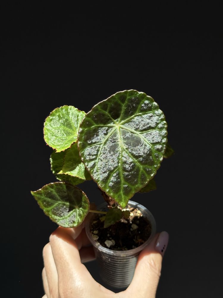 Бегония Peltata rajah angularis radi, amphioxus