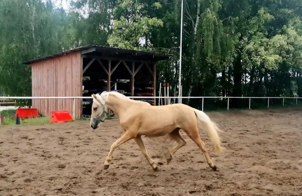 Kucyk w typie walijczyka