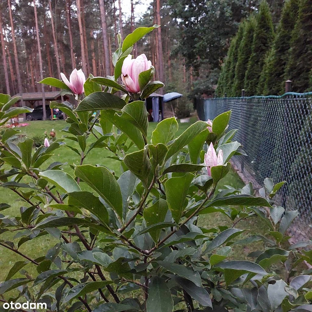 Sprzedam dom Kuligów nad Bugiem