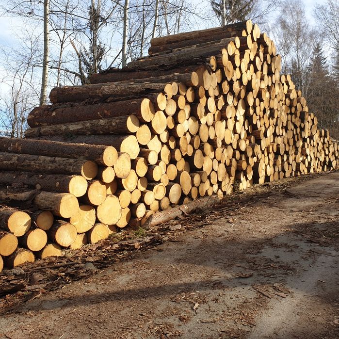 Świerk posusz suchar kornik Kłoda Dłużyca wałki drewno drzewo