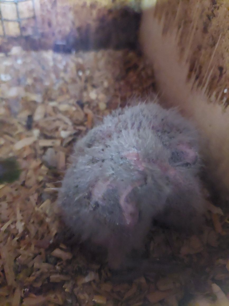 Vendo loris molucanos