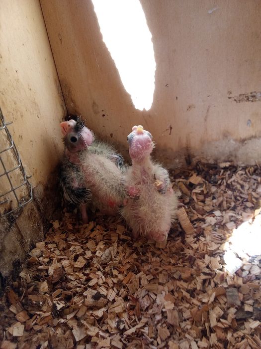 Caturras bebés para criar à mão