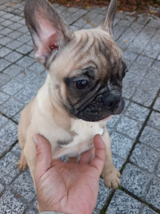 Buldog Francês blue&fawn