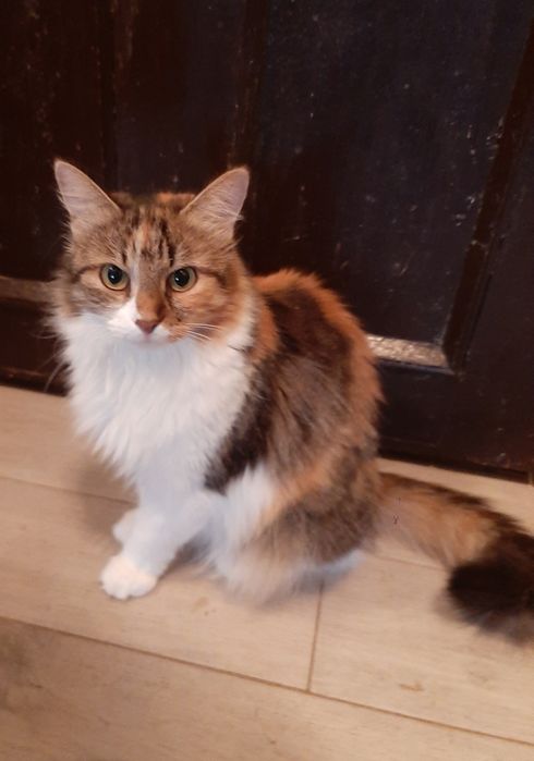 Кошечка в добрі руки!