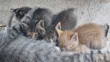 Gatinhos para adoção