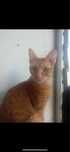 Gata laranja 2 anos meiga