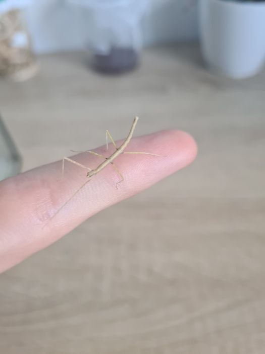 Patyczaki rogate - Medauroidea extradentata