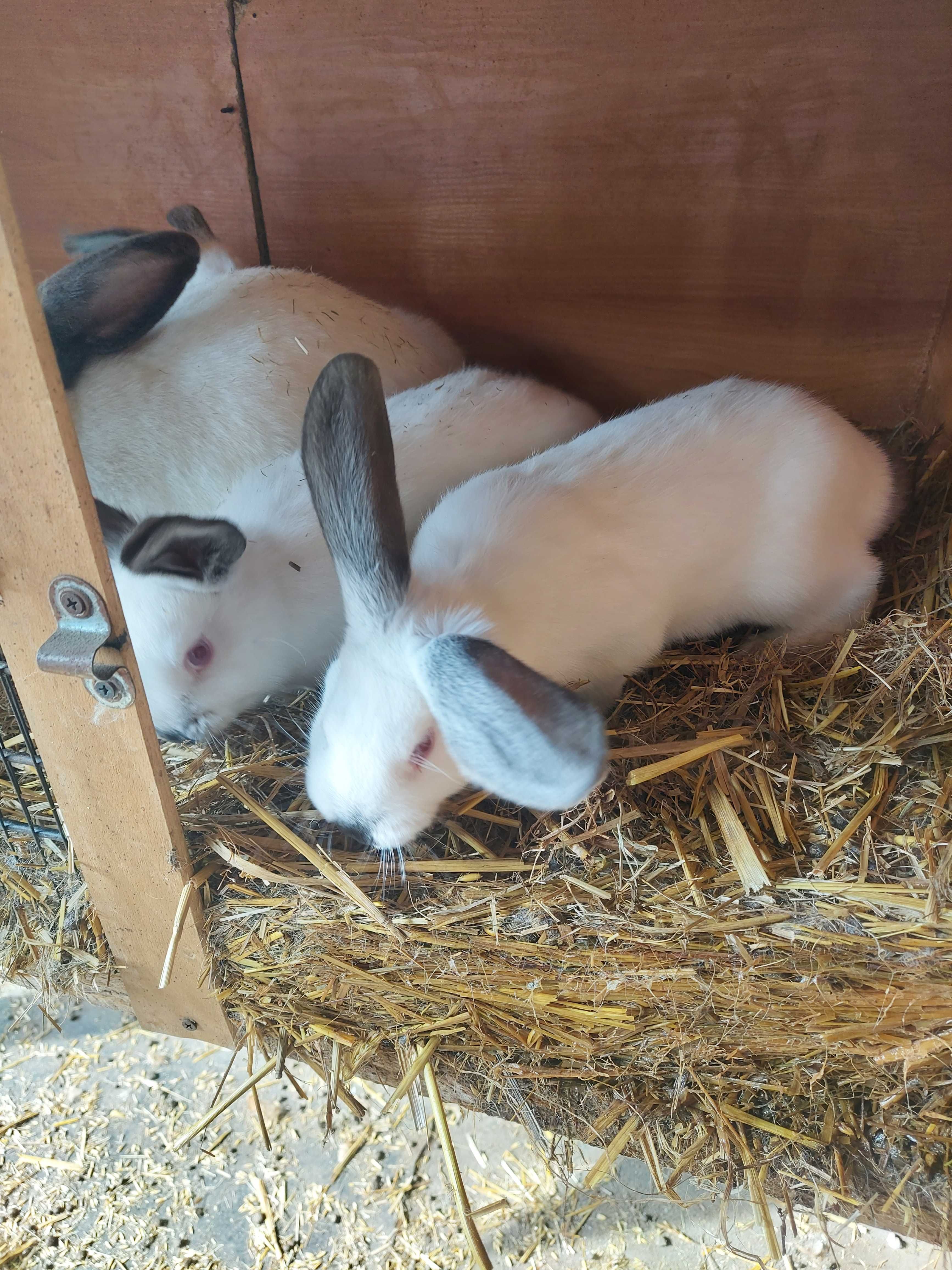 Mam na sprzedaż młode króliki kalifornijskie cena 35zł szt.