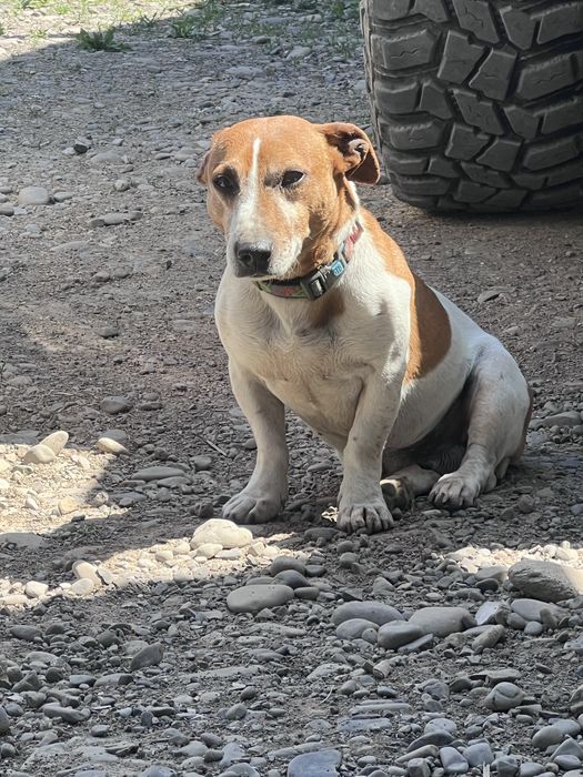 Джек Расеел Вязка