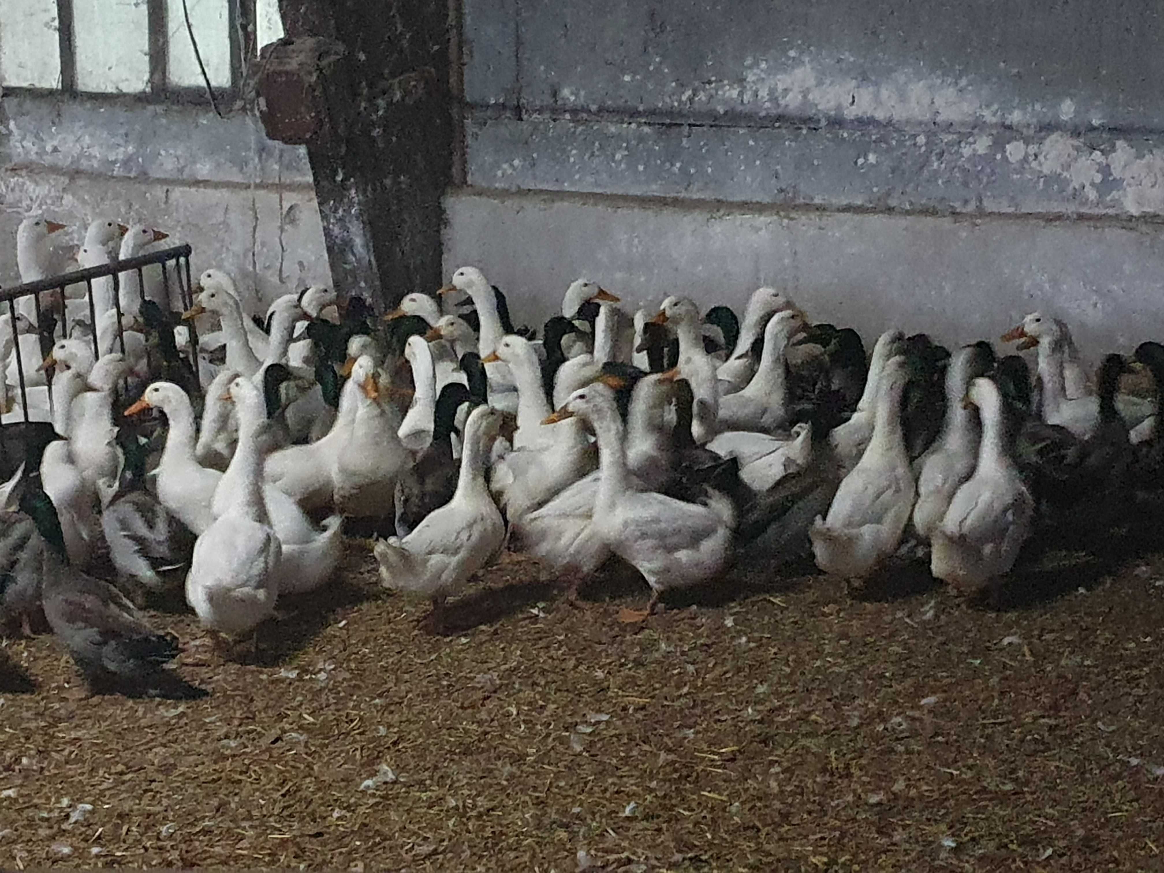 Sprzedam kaczki (kaczorki) rasy biały Pekin i kolorowe (ozdobne)