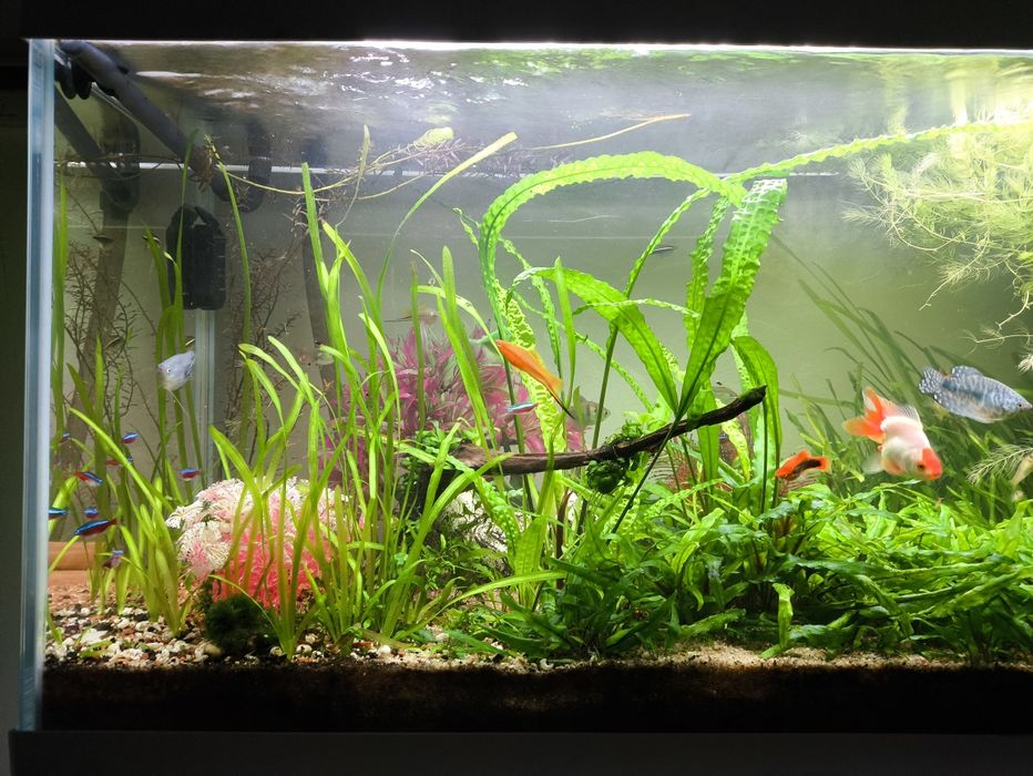 Akwarium 240l aquael