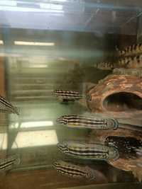Julidochromis regani chisanse tanganika naskalnik