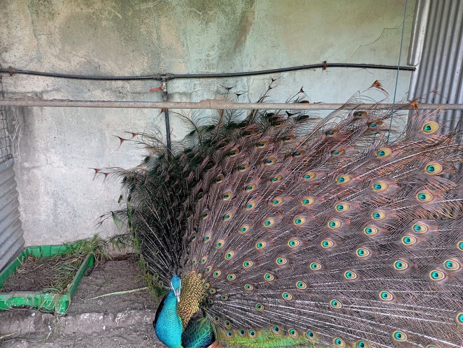 Pavões Pequenos Verdes - 10 dias