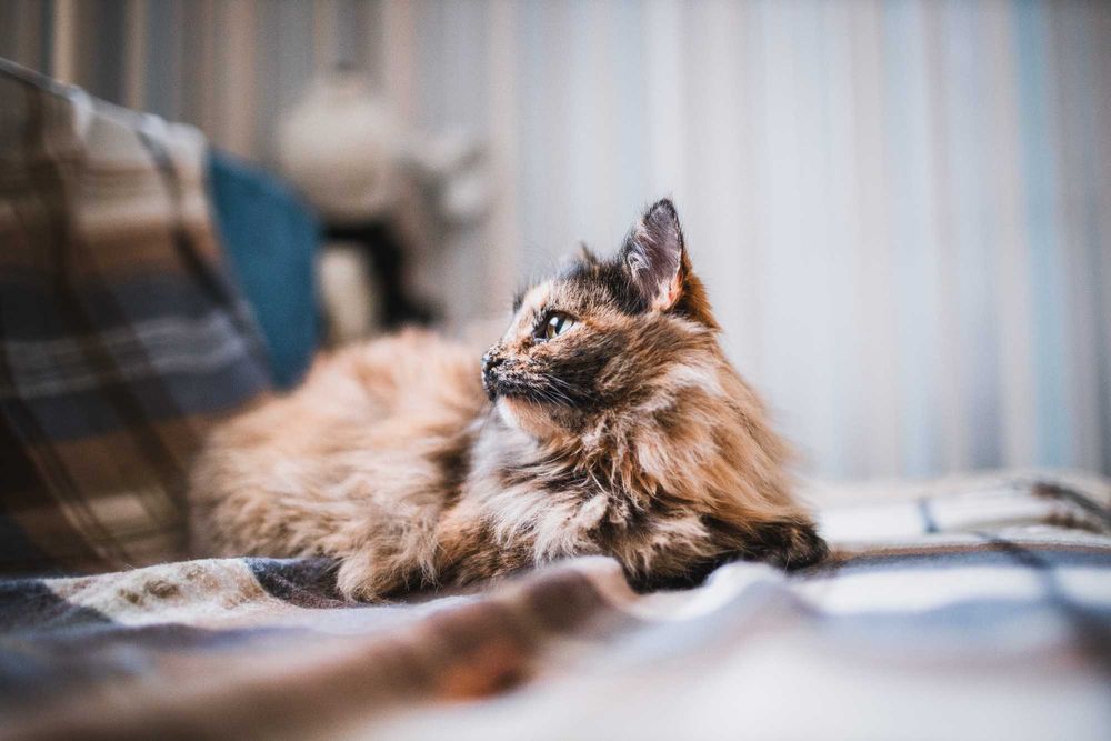 Кошенятко дівчинка 9 місяців шукає сім'ю