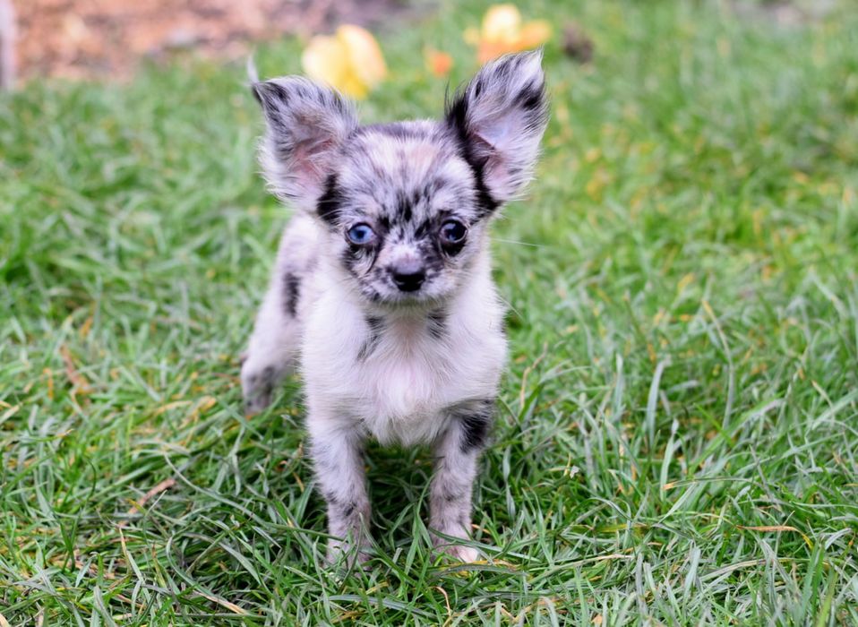 Супер девочка чихуахуа