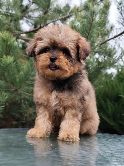 Дівчинка мальтипу