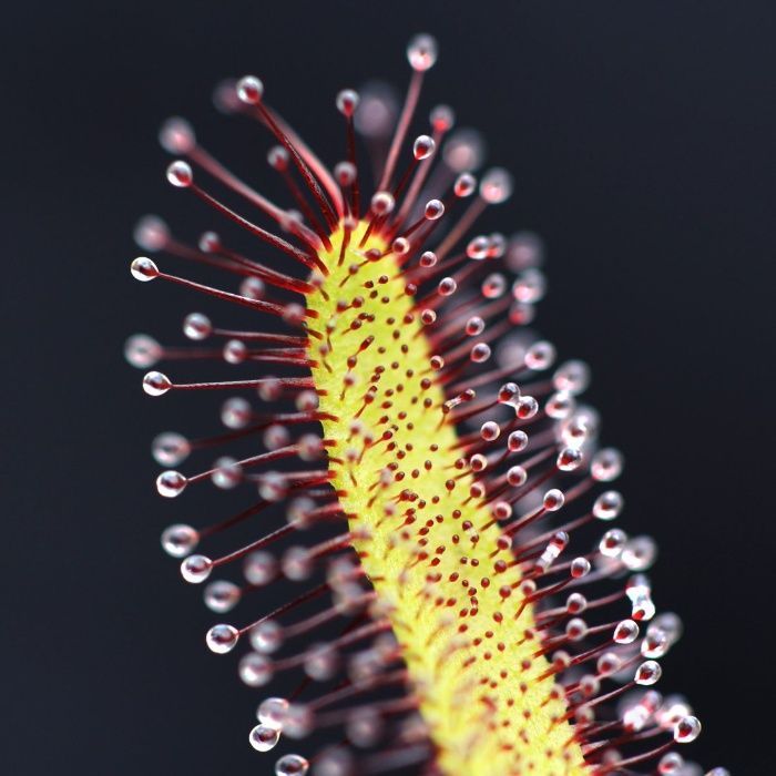 50 sementes de Drosera capensis - Planta Carnívora