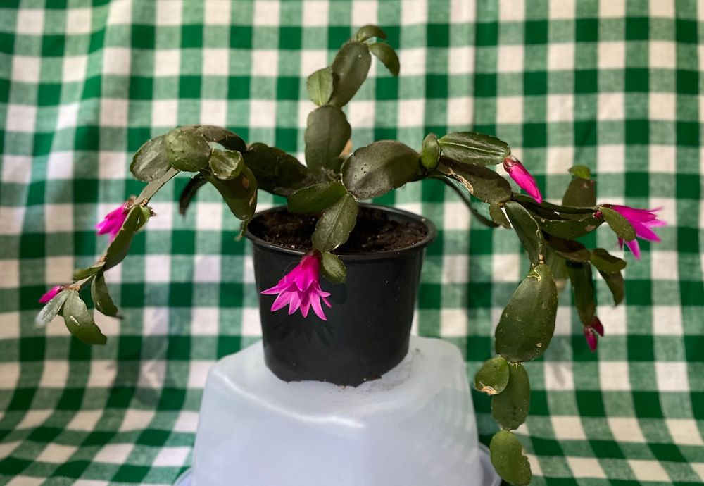 Продам рождественник (шлюмбергера)