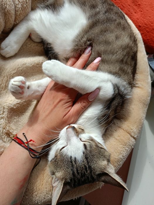 Otis koci miziak poleca się