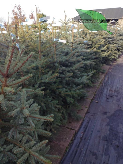 Świerk srebrny rosnący w donicy lub kopany do donicy – 20–150 cm