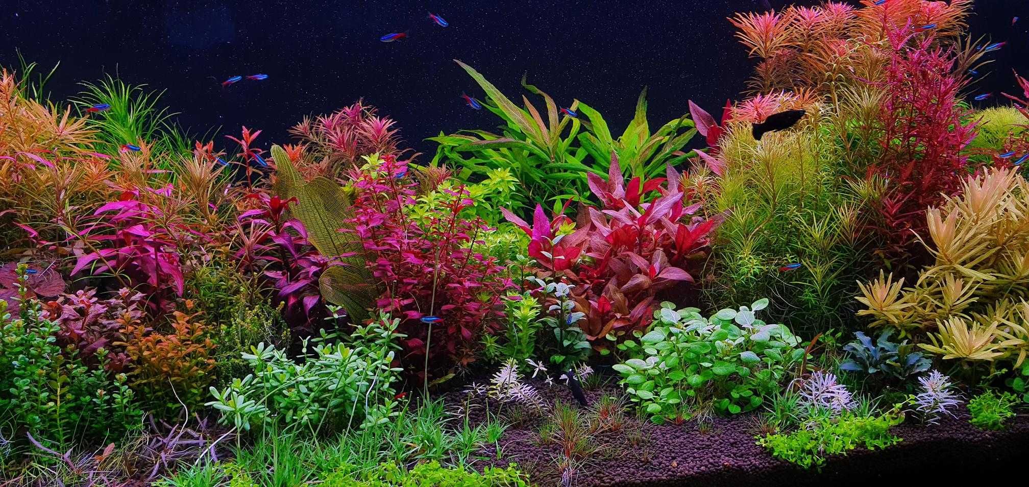 Rośliny akwariowe 19 gatunków - ponad 90szt