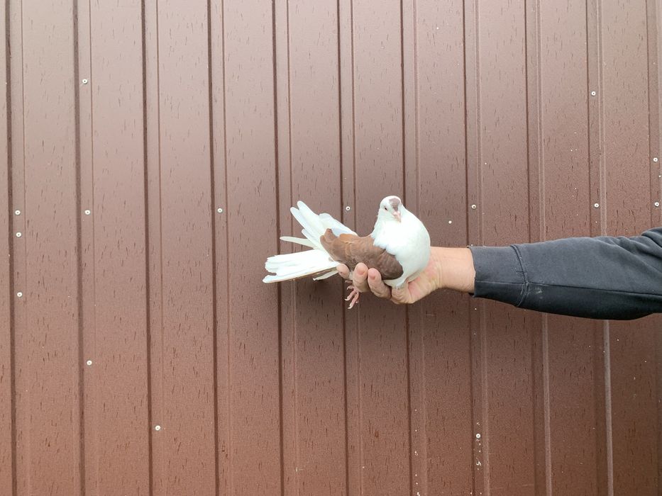 Orlik,orliki lubelskie czerwone boki -samice