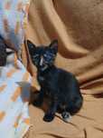 Gatinhos bebes para adoção