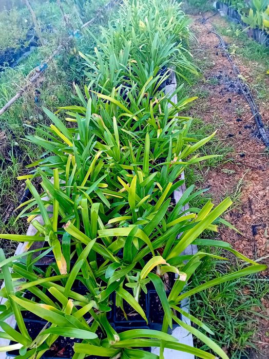 Agapantos / lírio Africano / Lírio do Nilo