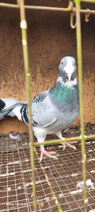 Gołębie staropolskie