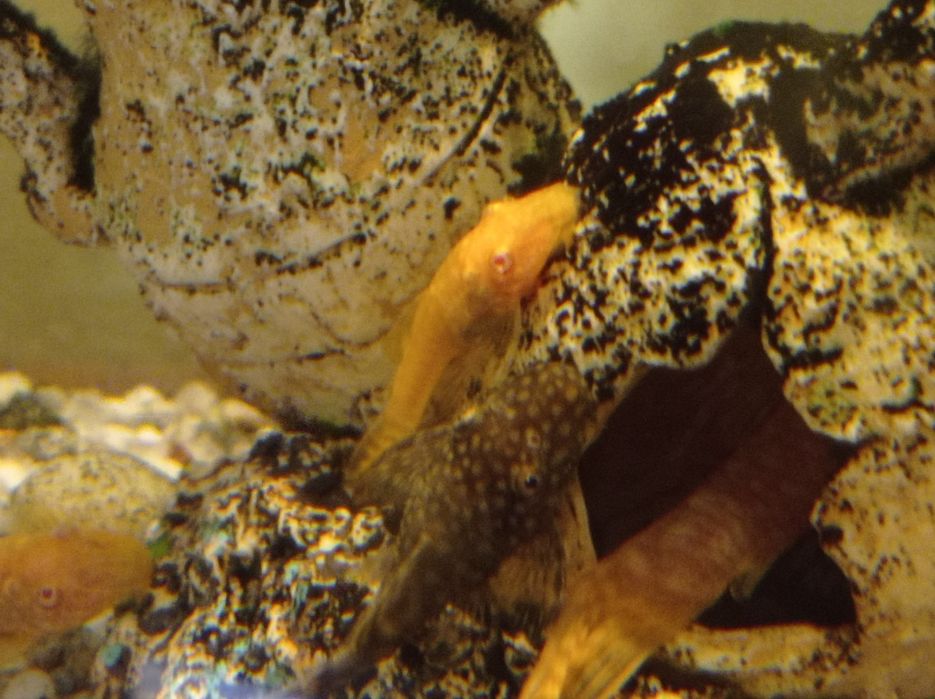 Zbrojniki glonojady albinosy