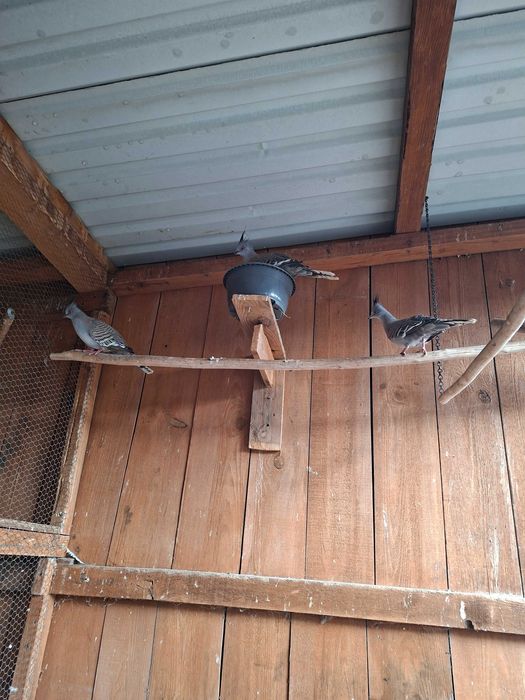 Aborygeny długoczube