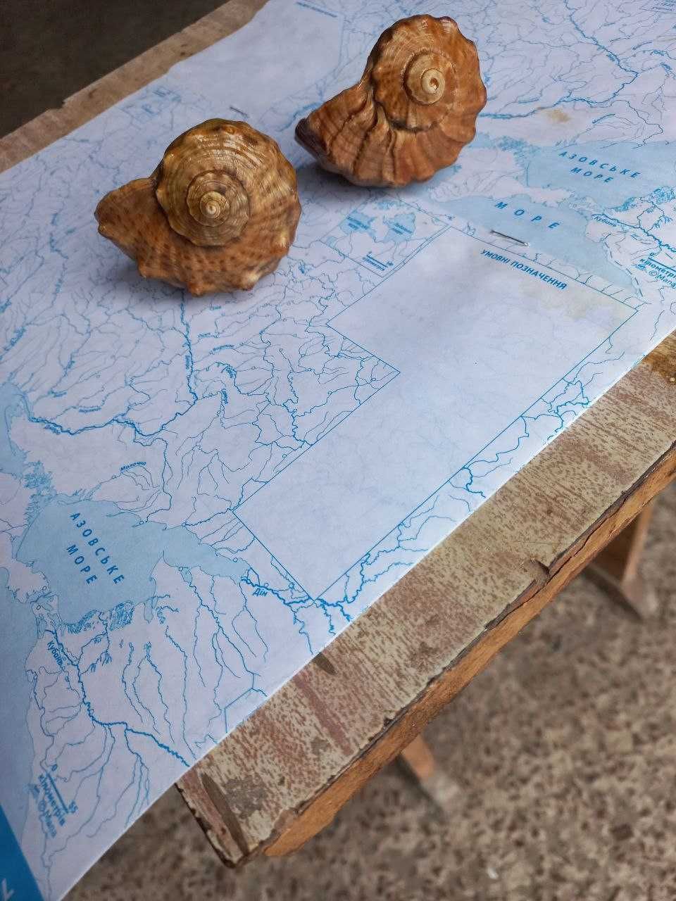 Ракушки (мушлі) морські