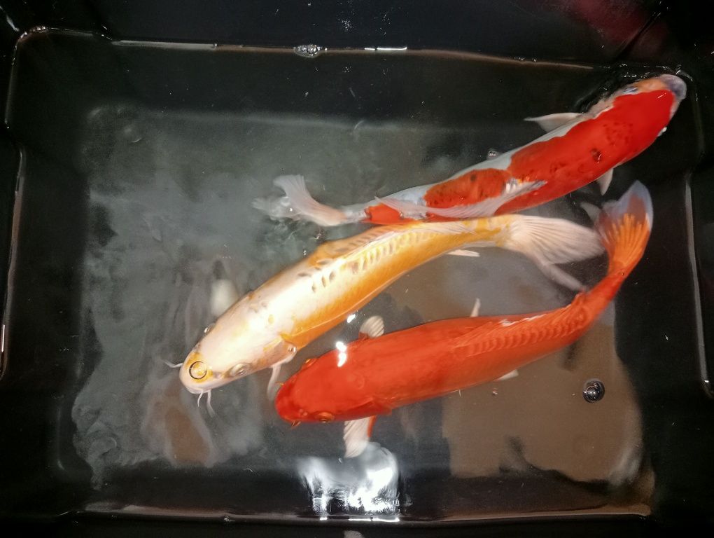 Carpas koi 45cm +/-