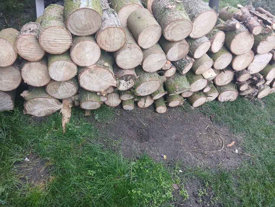 Sprzedam drzewo okazja