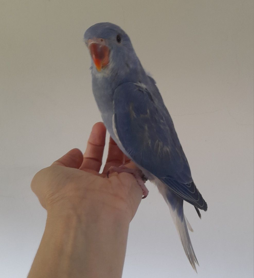 Ringnecks CC violeta e azul