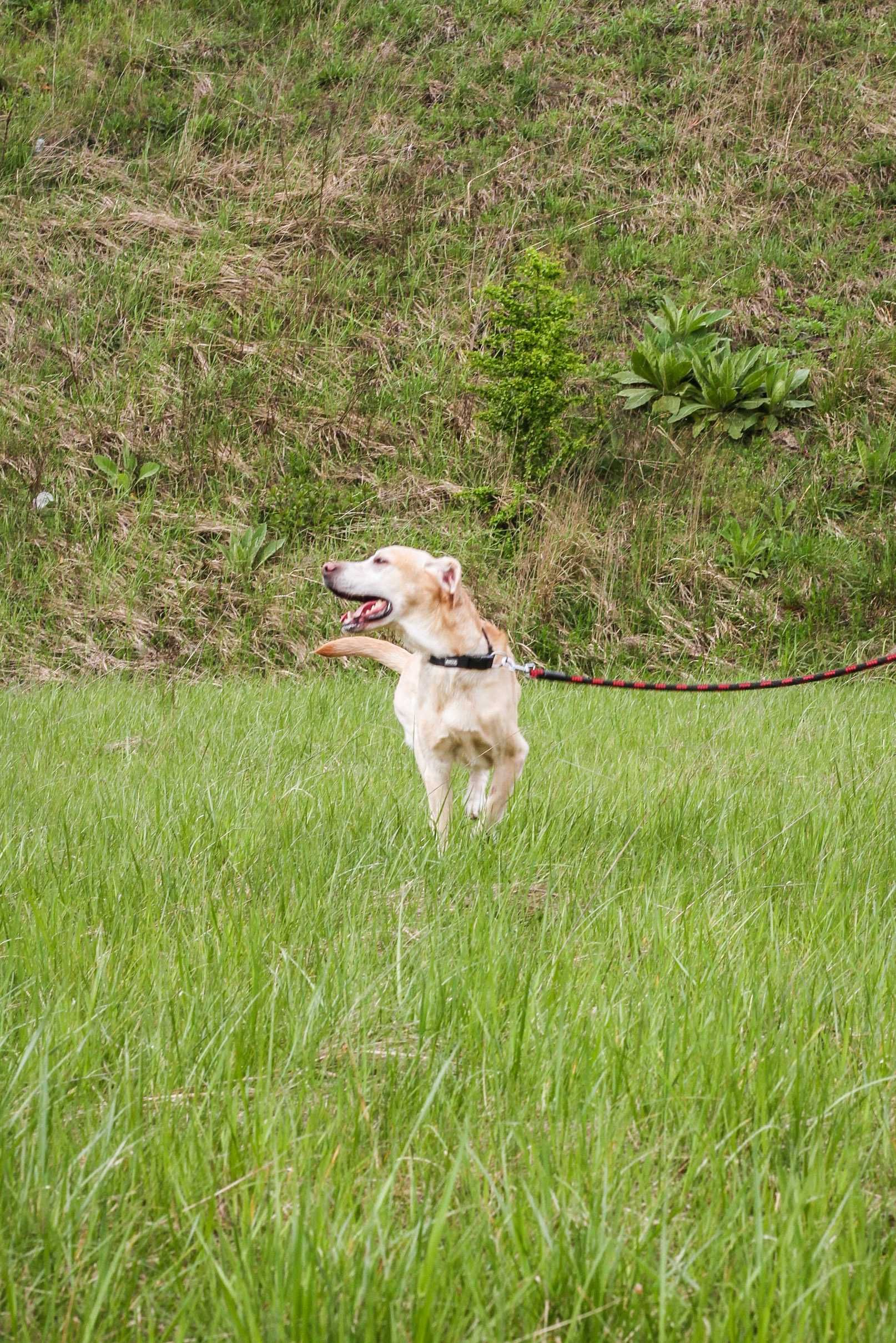 Dino - Piękny Labrador